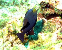 Black Durgon seen August 2006 in Grand Cayman. Photo take... by Bonnie Conley 